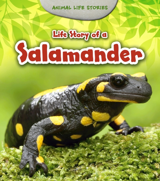 Life Story of a Salamander