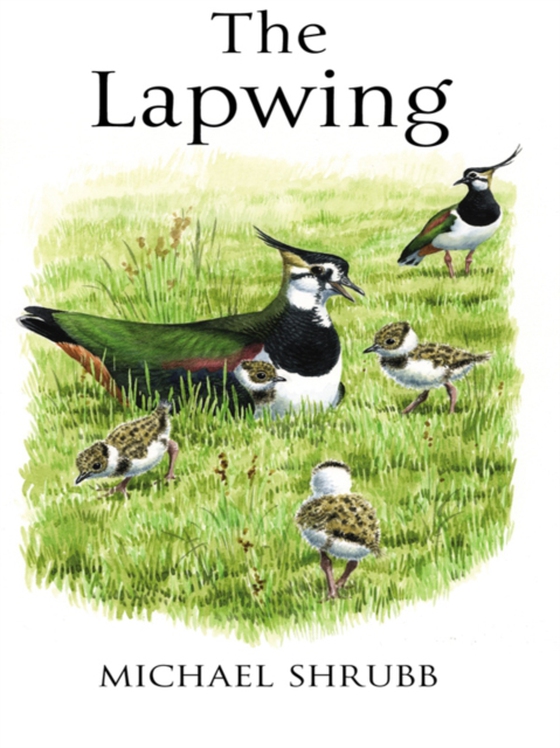 Lapwing