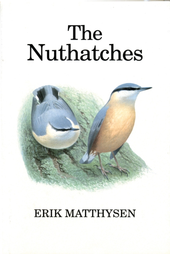 Nuthatches