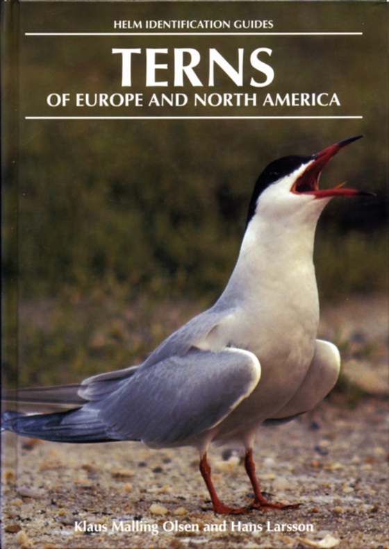 Terns of Europe and North America