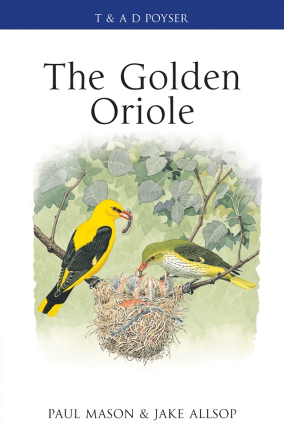 Golden Oriole