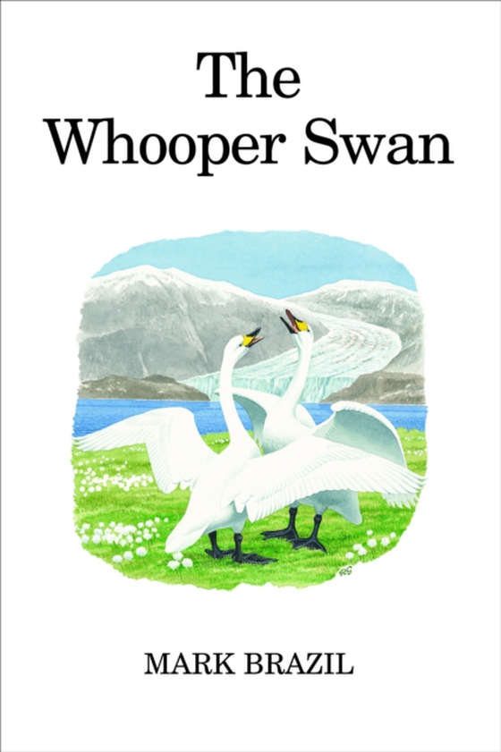 Whooper Swan