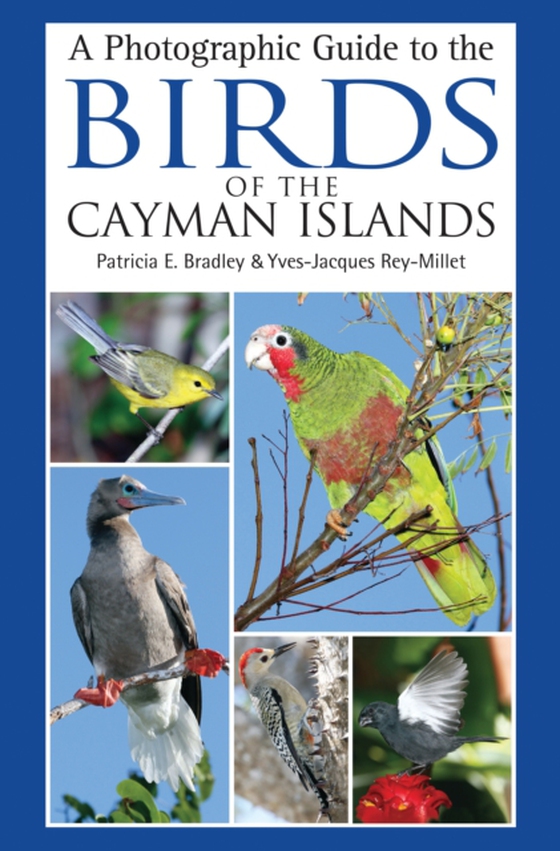 Photographic Guide to the Birds of the Cayman Islands (e-bog) af Yves-Jacques Rey-Millet, Rey-Millet