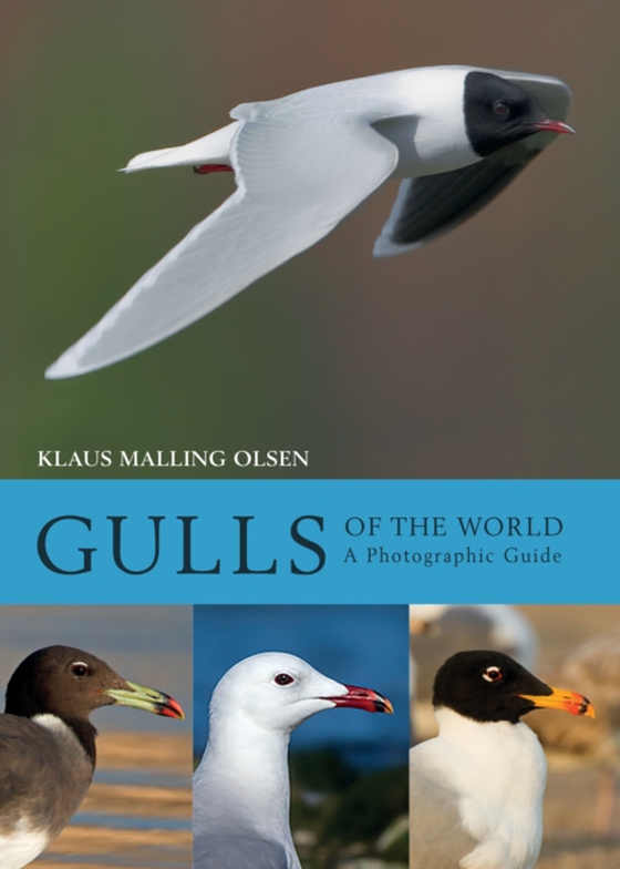 Gulls of the World (e-bog) af Klaus Malling Olsen, Malling Olsen