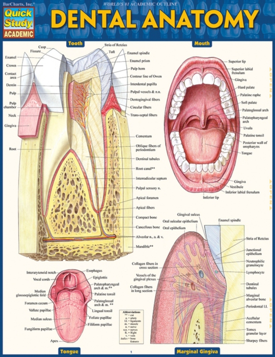 Dental Anatomy (e-bog) af BarCharts, Inc.