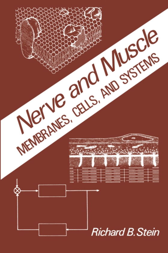 Nerve and Muscle (e-bog) af Stein, R.