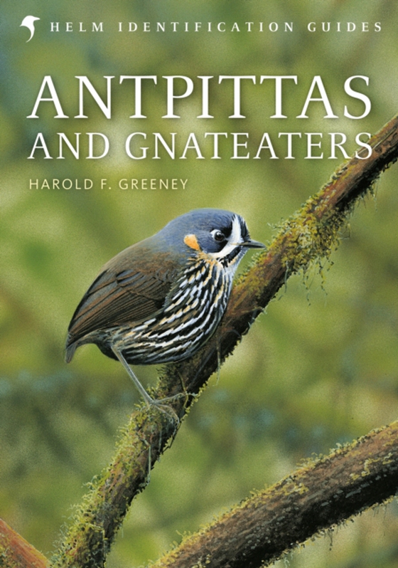 Antpittas and Gnateaters (e-bog) af Harold Greeney, Greeney