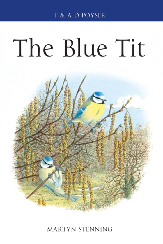 Blue Tit