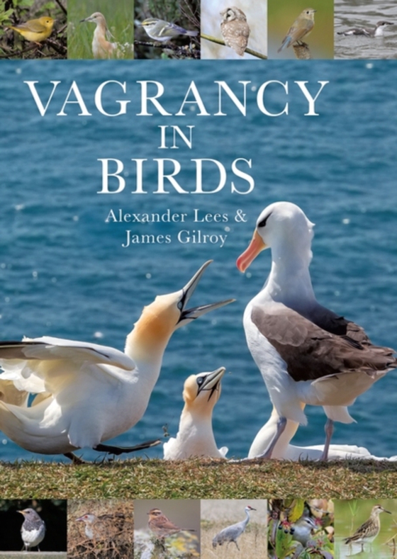 Vagrancy in Birds (e-bog) af James Gilroy, Gilroy