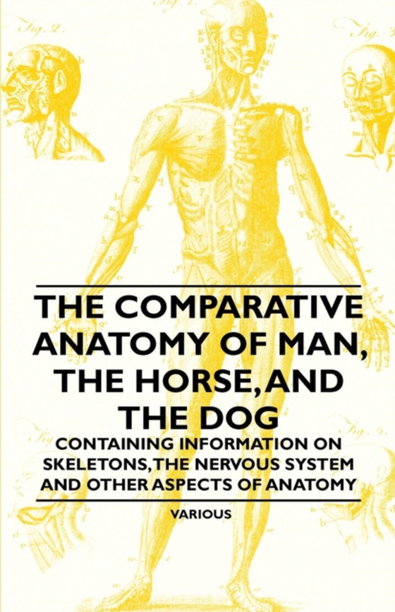 Comparative Anatomy of Man, the Horse, and the Dog - Containing Information on Skeletons, the Nervous System and Other Aspects of Anatomy