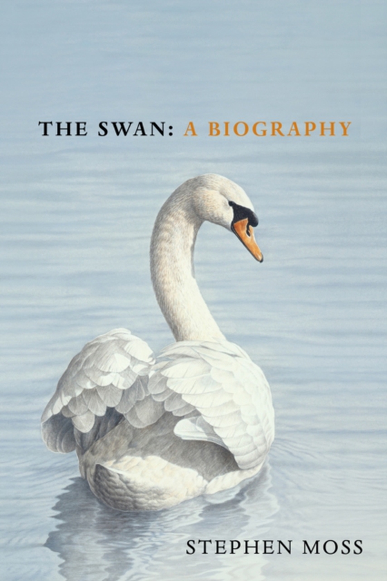 Swan