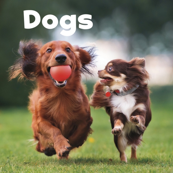 Dogs (e-bog) af Amstutz, Lisa J.
