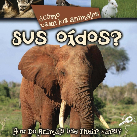  Como usan los animales... sus oidos? (e-bog) af Stone, Lynn