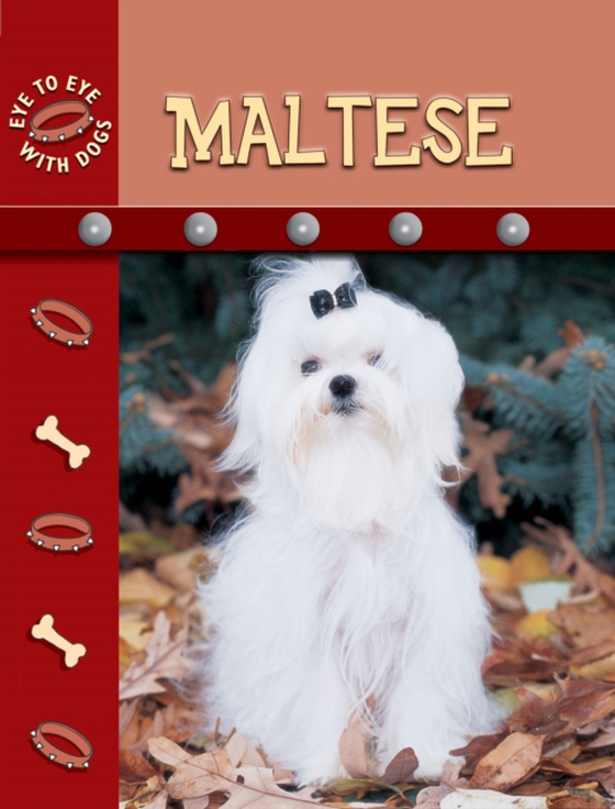 Maltese