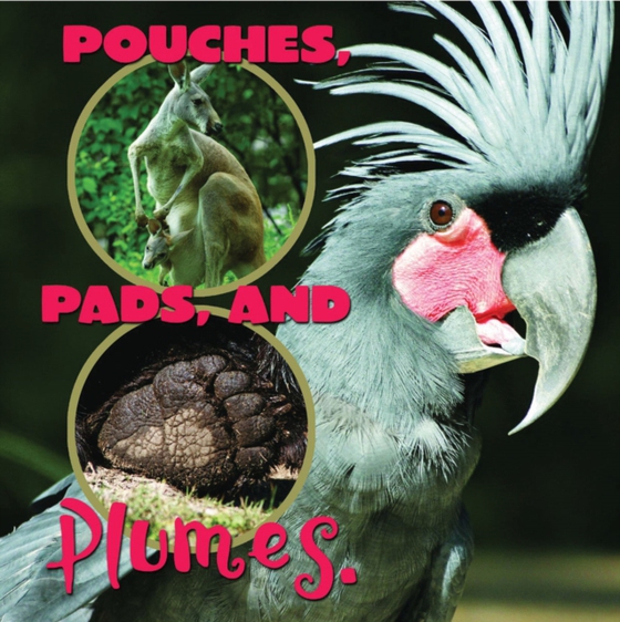 Pouches, Pads, and Plumes