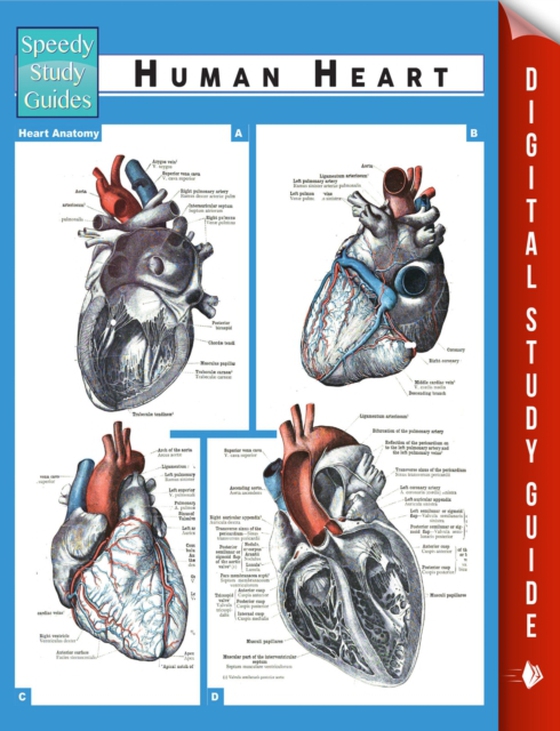Human Heart (Speedy Study Guides) (e-bog) af Publishing, Speedy