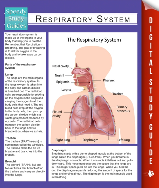 Respiratory System (Speedy Study Guides) (e-bog) af Publishing, Speedy