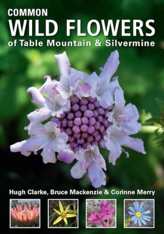 Common Wild Flowers of Table Mountain & Silvermine (e-bog) af Clarke, Hugh