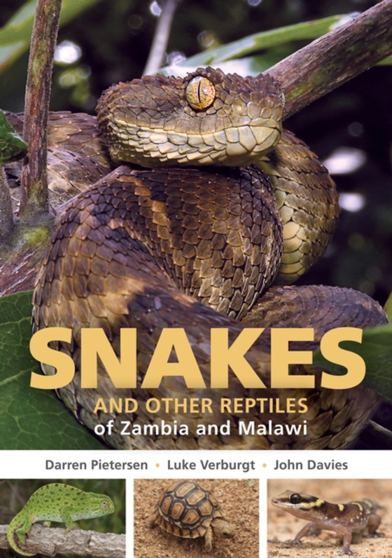 Snakes and other Reptiles of Zambia and Malawi (e-bog) af Davies, John