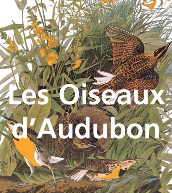 Les Oiseaux d'Audubon (e-bog) af John James Audubon, Audubon