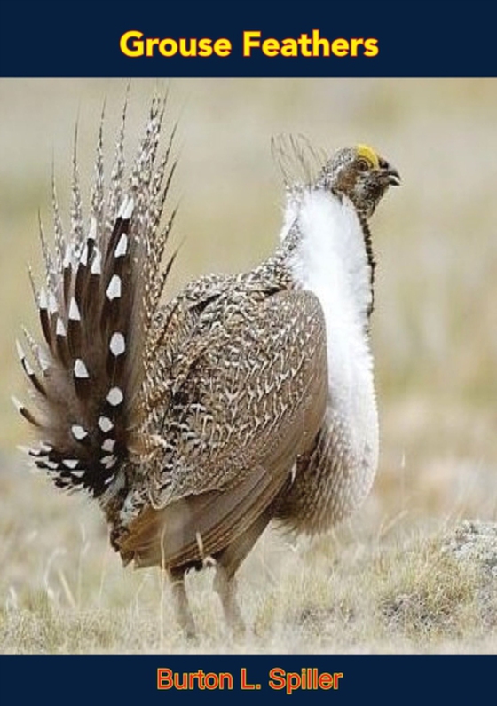 Grouse Feathers