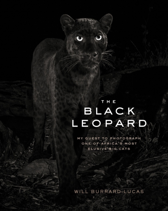 Black Leopard