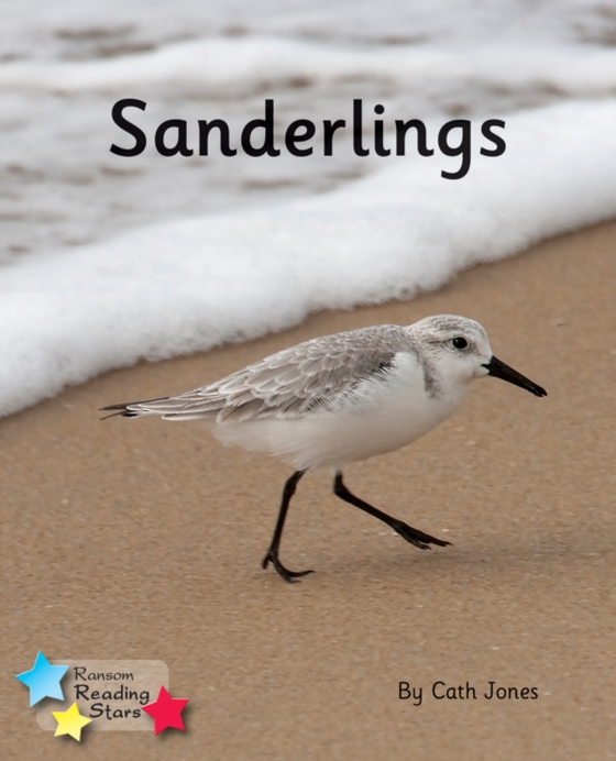 Sanderlings