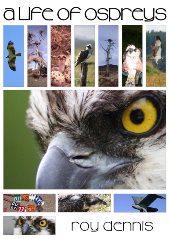 Life of Ospreys