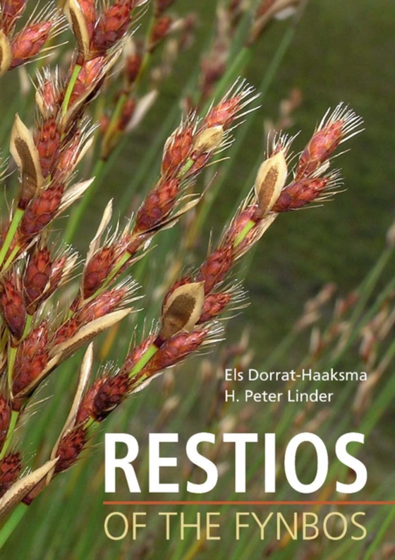 Restios of the Fynbos