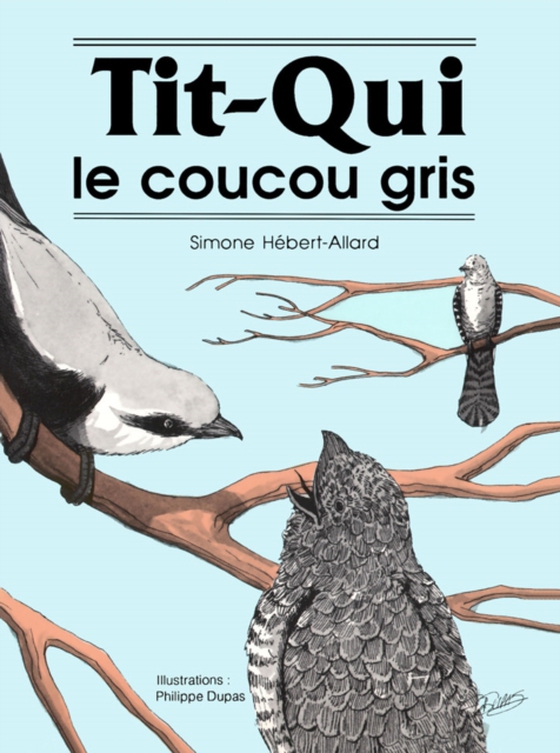 Tit-Qui le coucou gris