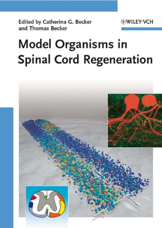 Model Organisms in Spinal Cord Regeneration (e-bog) af -