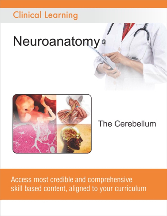 Cerebellum