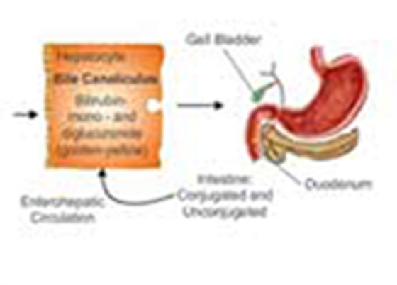 Estimation of Serum Bilirubin