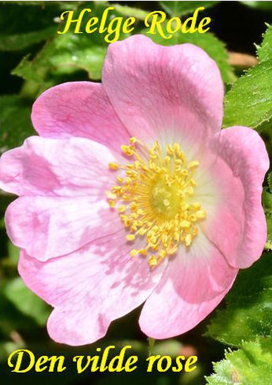 Den vilde rose (e-bog) af Helge Rode