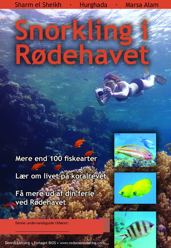 Snorkling i Rødehavet