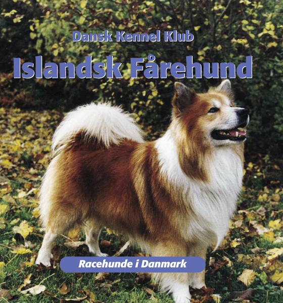 Islandsk fårehund