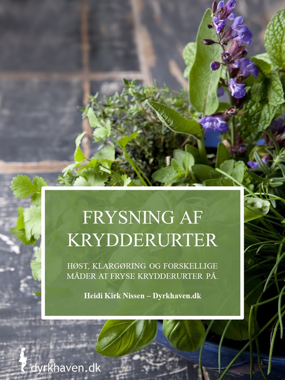 Frysning af krydderurter