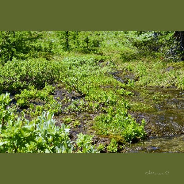 Alpine Stream Paradise - River Photography