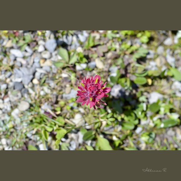 Crimson Majesty Amidst Nature's Grit - Photography from Kananaskis