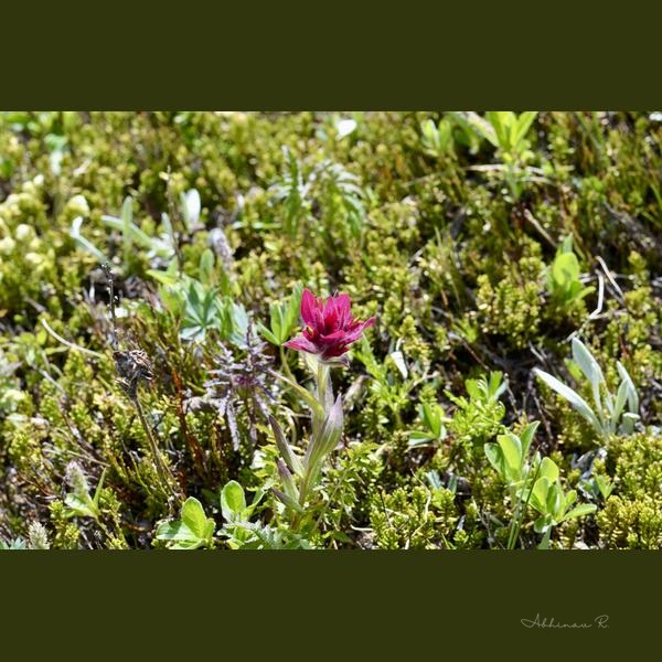 Crimson Bloom in Emerald Embrace - Photography from Kananaskis