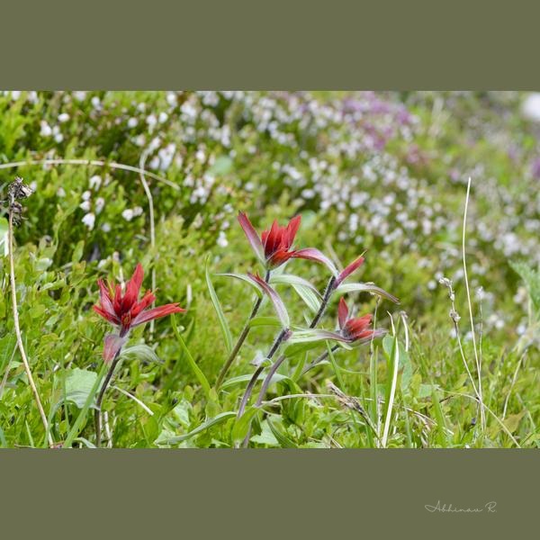 Scarlet Symphony - Dining Room Wall Art