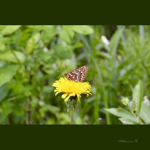 Nature's Dance: Butterfly's Delight - Macro Photography
