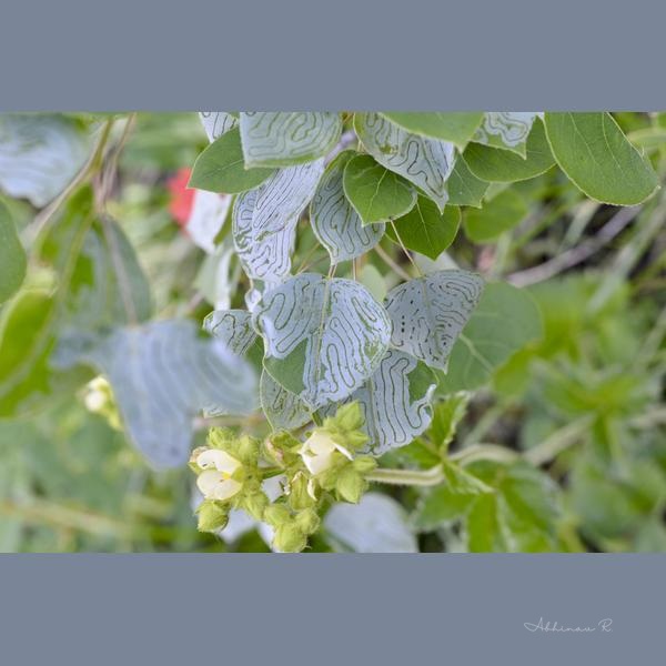 Nature's Intricate Designs - Macro Photography