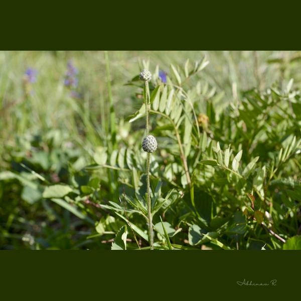 Solitary Sentinel - Photography from Kananaskis