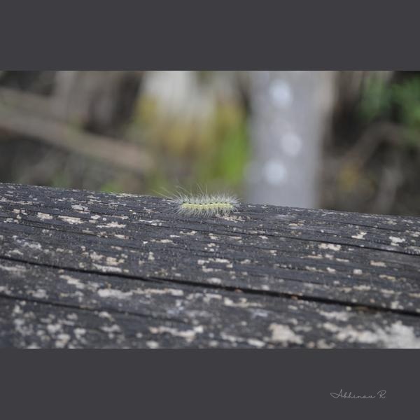 Inchworm's Journey - Insect Photography