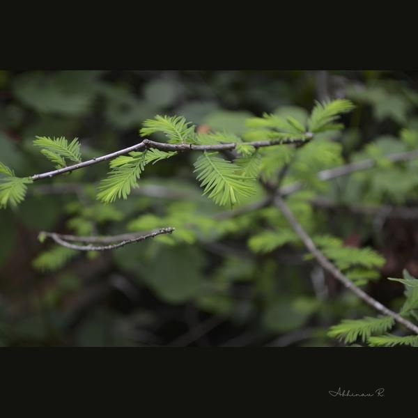 Fern Fronds - Nature in Florida