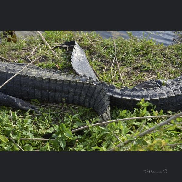 Alligator