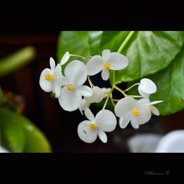 White Begonias - Dining Room Wall Art