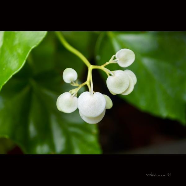 Begonia Buds - Macro Photography