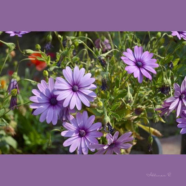 Purple Harmony - Dining Room Wall Art